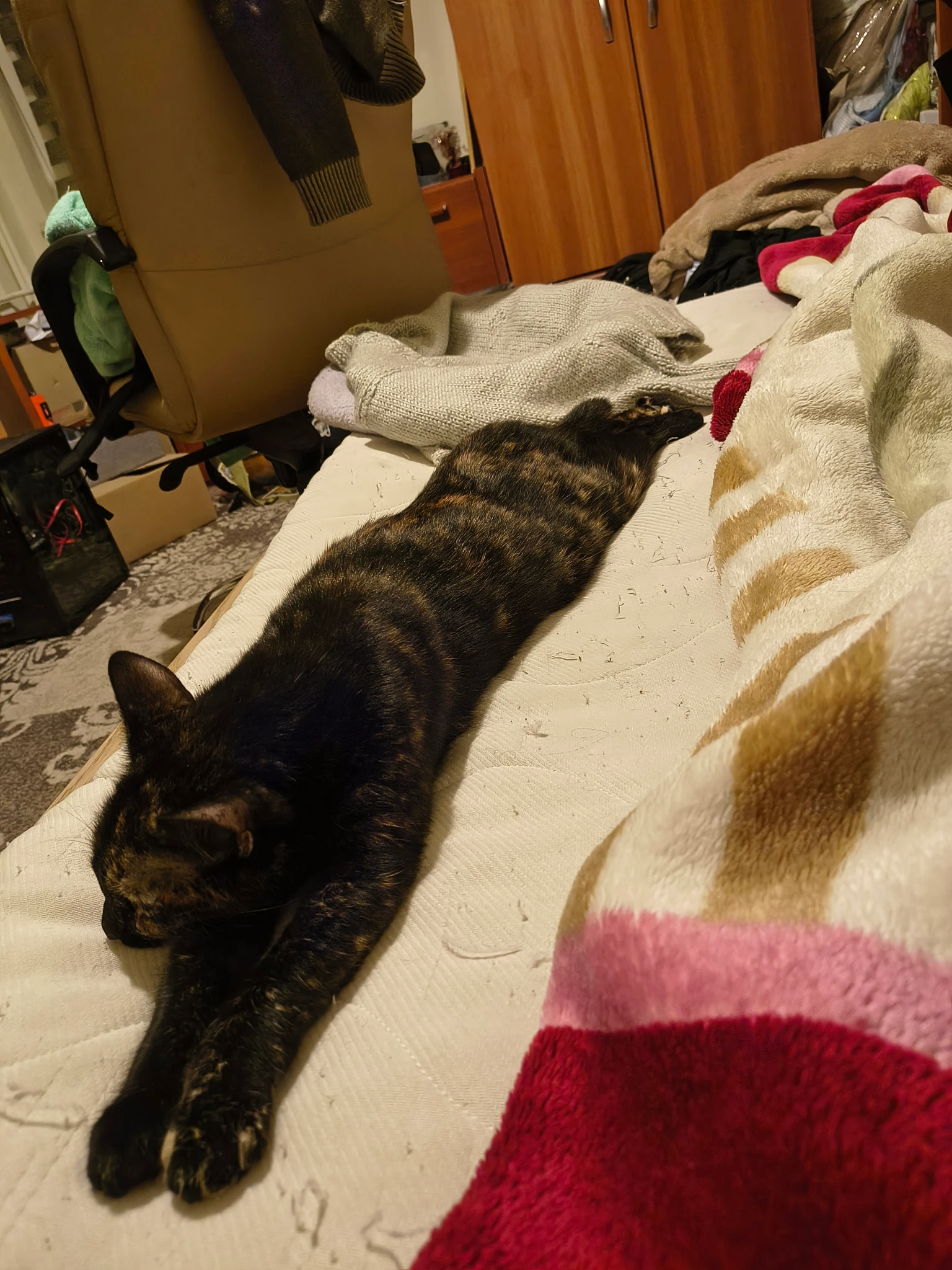 Same cat, same bed, different angle. Her front paws are now stretched fully forward, and her hind legs are stretched fully behind her. She is as long as a cat could possibly get.