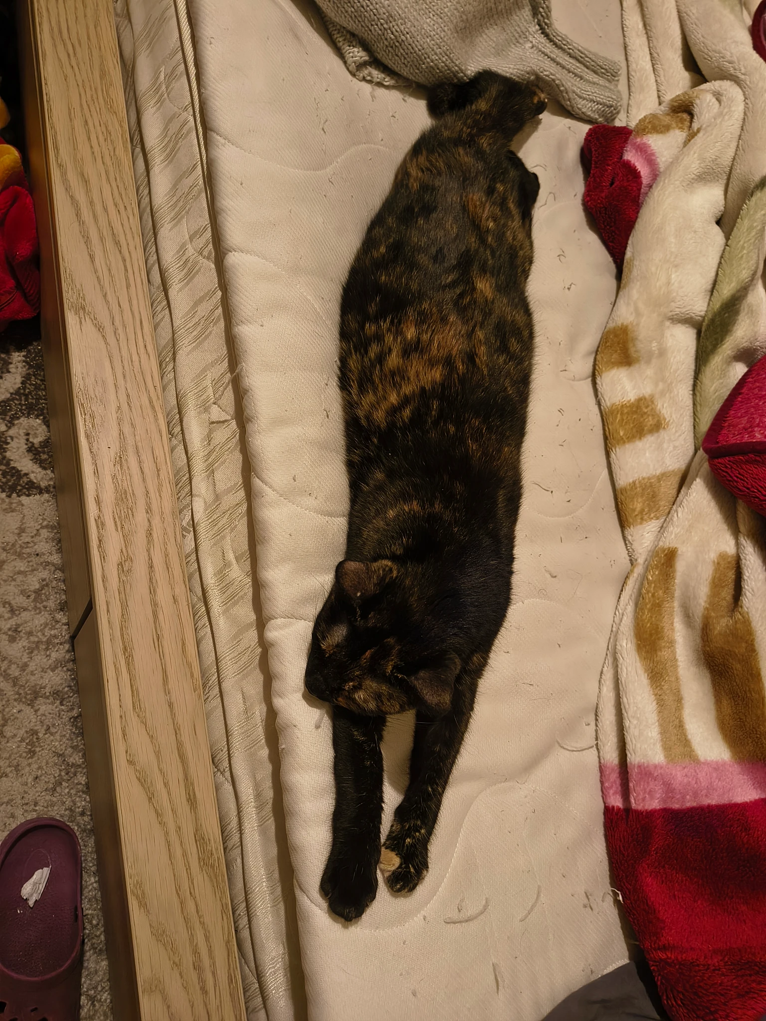 My tortoiseshell cat, Kira, napping on the edge of a bed. Her front paws are spread in front of her and she's resting her head on them.