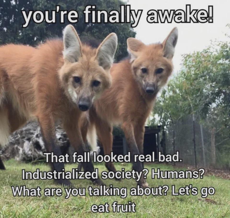 Text: you're finally awake! That fall looked real bad. Industrialized society? Humans? What are you talking about? Let's go eat fruit. There's A photo of two maned wolves kinda staring at the viewer 